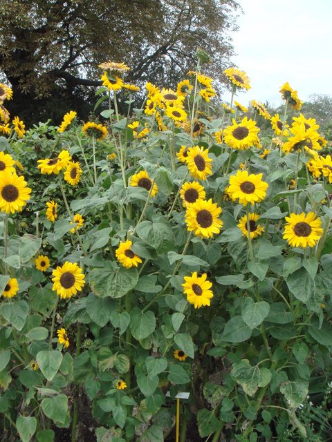 Helianthus annuus 'Soraya'